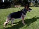 Small picture of V Aly vom Vordersteinwald